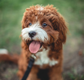 Cavapoo Puppies For Sale